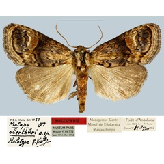 /filer/webapps/moths/media/images/O/oberthueri_Matopo_HT_MNHN.jpg