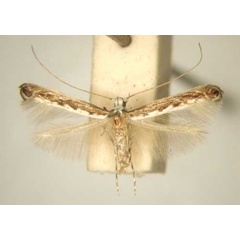 /filer/webapps/moths/media/images/D/dodonaeae_Stomphastis_PT_TMSA6008.jpg