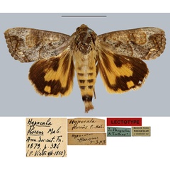 /filer/webapps/moths/media/images/F/florens_Hypocala_LT_MNHN.jpg