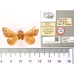 /filer/webapps/moths/media/images/A/albilinea_Somara_HT_BMNH.jpg