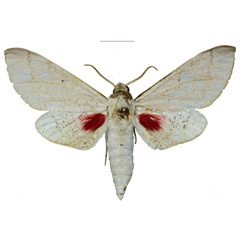 /filer/webapps/moths/media/images/S/schreieri_Neoclanis_HT_EMEMa.jpg