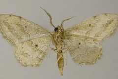 Scopula riedeli