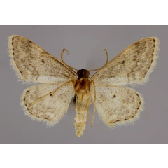 /filer/webapps/moths/media/images/S/separata_Scopula_A_ZSM_02.jpg