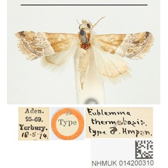 /filer/webapps/moths/media/images/T/thermobasis_Eublemma_ST_BMNH.jpg