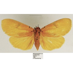 /filer/webapps/moths/media/images/B/borbonica_Asota_AF_TMSA.jpg