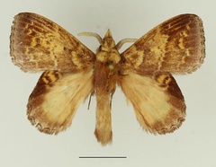 /filer/webapps/moths/media/images/B/batesi_Leipoxais_AM_Basquin_02.jpg