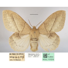 /filer/webapps/moths/media/images/J/jacchus_Philotherma_AF_MGCLa_02.jpg