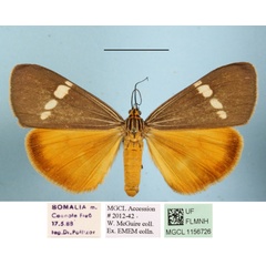 /filer/webapps/moths/media/images/S/strigata_Secusio_AF_MGCLa_03.jpg