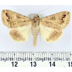 /filer/webapps/moths/media/images/S/scotorrhiza_Clytie_AM_BMNH.jpg