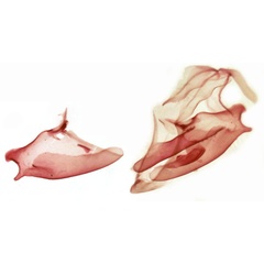 /filer/webapps/moths/media/images/F/flavisignata_Naarda_GMPT_TMSA_7831.jpg