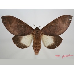 /filer/webapps/moths/media/images/I/immunda_Pachymeta_AF_Alberta_01.jpg