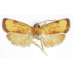 /filer/webapps/moths/media/images/H/harmographa_Phalarocarpa_AM_RMCA_01.jpg