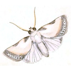 /filer/webapps/moths/media/images/C/catena_Phalaena_HT_Sowerby_14.jpg