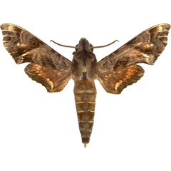 /filer/webapps/moths/media/images/S/scitula_Temnora_AF_MCJM.jpg