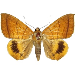 /filer/webapps/moths/media/images/C/catocalina_Achaea_AF_MCJM.jpg