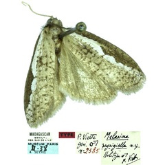 /filer/webapps/moths/media/images/S/seyrigiella_Melasina_HT_MNHN.jpg