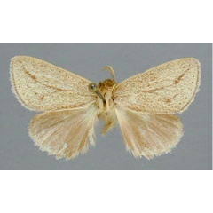 /filer/webapps/moths/media/images/D/distincta_Afropydna_HT_RMCA.jpg