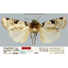 /filer/webapps/moths/media/images/L/lacteifrons_Mentaxya_HT_MNHN.jpg