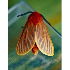 /filer/webapps/moths/media/images/L/lateritia_Metarctia_A_Roland_01.jpg