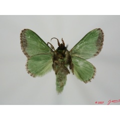 /filer/webapps/moths/media/images/V/viridissima_Parasa_A_Albertb_01.jpg