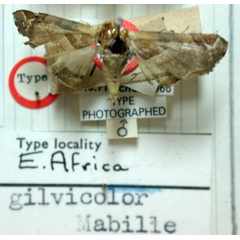 /filer/webapps/moths/media/images/G/gilvicolor_Eutelia_HT_BMNH.jpg