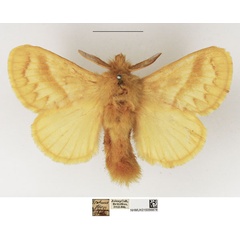/filer/webapps/moths/media/images/O/ochroleuca_Bombycopsis_AM_NHMUK.jpg