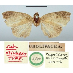 /filer/webapps/moths/media/images/S/subolivacea_Acripia_HT_BMNH.jpg