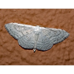 /filer/webapps/moths/media/images/F/figurata_Problepsis-A_Roland_01.jpg