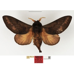 /filer/webapps/moths/media/images/L/lucifer_Pallastica_PTM_NHMUK.jpg