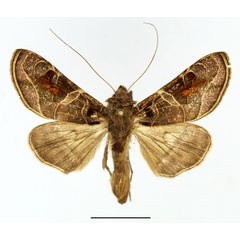 /filer/webapps/moths/media/images/E/euchroides_Ctenoplusia_AM_Basquin_02.jpg