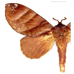 /filer/webapps/moths/media/images/P/porphyria_Cryptopacha_AF_RMCA.jpg