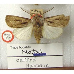/filer/webapps/moths/media/images/C/caffra_Agrotis_HT_BMNH.jpg