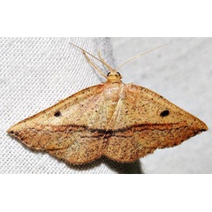 /filer/webapps/moths/media/images/D/distolochorda_Pareclipsis_A_Braun_04.jpg