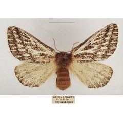 /filer/webapps/moths/media/images/V/vaninia_Rhabdosia_AF_TMSA_01.jpg