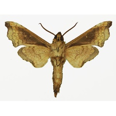 /filer/webapps/moths/media/images/S/spiritus_Temnora_AM_Basquin_01b.jpg