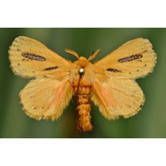 /filer/webapps/moths/media/images/P/punctuligera_Laeliopsis_A_Butler.jpg