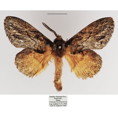 /filer/webapps/moths/media/images/C/chanleri_Metajana_AM_TMSA_03.jpg