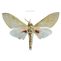 /filer/webapps/moths/media/images/K/kingstoni_Neoclanis_PTM_EMEM_01a.jpg