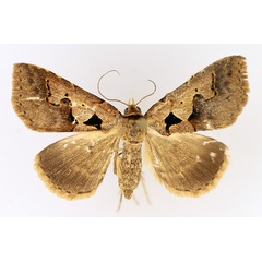 /filer/webapps/moths/media/images/P/plumipes_Anoba_AF_TMSA_02.jpg