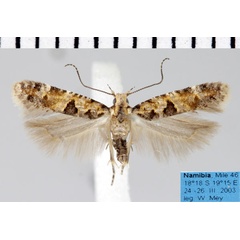 /filer/webapps/moths/media/images/T/typica_Deltophora_AM_ZMHB.jpg