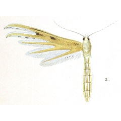 /filer/webapps/moths/media/images/C/crepuscularis_Pterophorus_HT_Meyrick_2-2.jpg