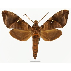 /filer/webapps/moths/media/images/H/heydeni_Maassenia_AM_Basquina.jpg