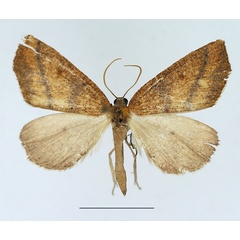 /filer/webapps/moths/media/images/P/phaeopis_Pareclipsis_AM_TMSA.jpg