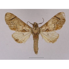 /filer/webapps/moths/media/images/J/juvenis_Thiacidas_AM_Basquin_02.jpg