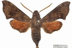 Temnora rungwe