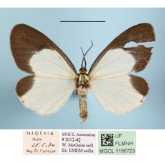 /filer/webapps/moths/media/images/H/hemixantha_Nyctemera_AF_MGCLa_02.JPG