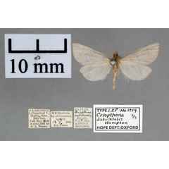 /filer/webapps/moths/media/images/S/sabulosalis_Criophthona_PTF_OUMNH_01.jpg
