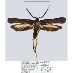 /filer/webapps/moths/media/images/P/pollex_Ptilothyris_HT_ANHRT.jpg