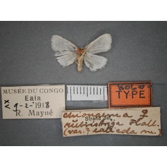 /filer/webapps/moths/media/images/E/ealicola_Cyana_HT_RMCA_02.jpg