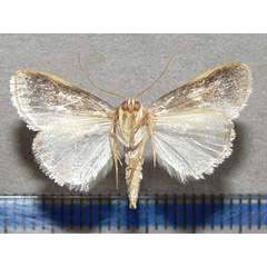 /filer/webapps/moths/media/images/P/purpurascens_Negeta_A_Goff_02.jpg